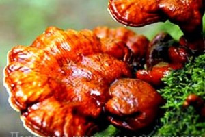 Чем полезен гриб Линчжи? Научная правда о грибе бессмертия.