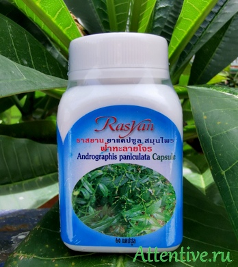 Андрографис, тайские таблетки Фаталай Джон, купить